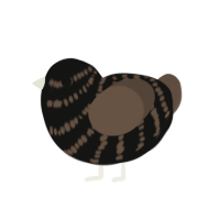 (unnamed), a black and bark chicken with a bar pattern