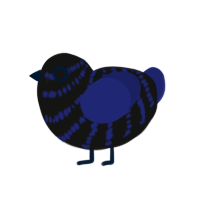 (unnamed), a black and navy chicken with a bar pattern