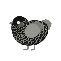 Stornloti, a black and ash chicken with a lace pattern