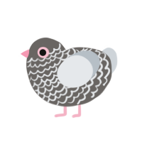 Rose, a grey and mist chicken with a lace pattern