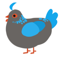 (unnamed), a grey and sky chicken with a neck-speckle pattern