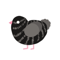 Pigeon5, a sable and grey chicken with a bar pattern