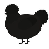 Coal, a sable and black chicken with a head pattern