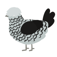 Wisconsin Death Trip, a silver and sable chicken with a lace pattern