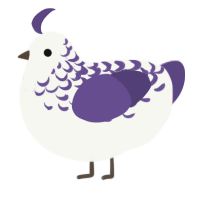 BlancBlac, a white and overcast chicken with a half-lace pattern