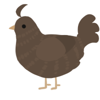 jelly, a bark chicken with a bar pattern