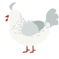 Gull, a white and silver chicken with a half-lace pattern