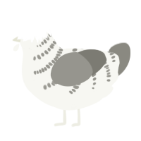 white noise, a white and ash chicken with a half-bar pattern