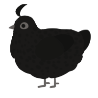 Crow, a sable and black chicken with a speckle pattern