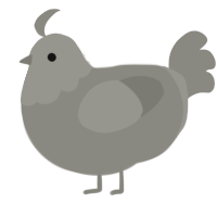 Pebbles, a ash chicken with a head pattern