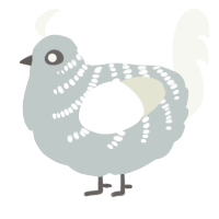 Pytagoras, a silver and white chicken with a half-bar pattern