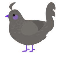 Xxy grey, a grey chicken with a half-lace pattern