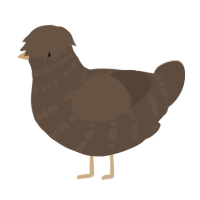 Ristretto, a bark chicken with a bar pattern