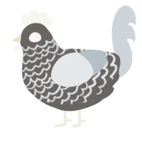 (unnamed), a grey and mist chicken with a lace pattern