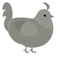 Boulder, a ash chicken with a head pattern