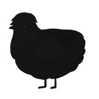 Shadow, a black chicken with a head pattern