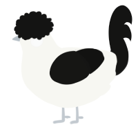 greylist, a white and black chicken