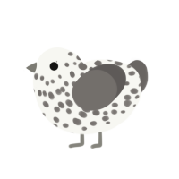 Diorite, a white and grey chicken with a speckle pattern