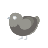 GREY, a grey and ash chicken with a head pattern