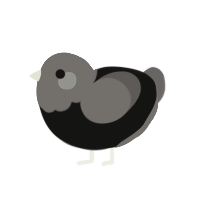 (unnamed), a black and grey chicken with a head pattern