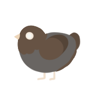 (unnamed), a grey and bark chicken with a head pattern