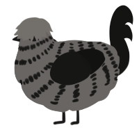 Misprint, a grey and black chicken with a bar pattern