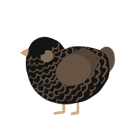 (unnamed), a black and bark chicken with a lace pattern