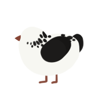 Stork, a white and sable chicken with a neck-speckle pattern