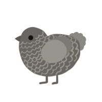 Volcan, a grey chicken with a lace pattern