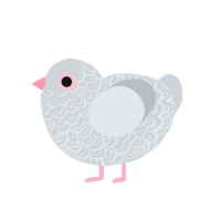 peabody, a mist chicken with a double-lace pattern