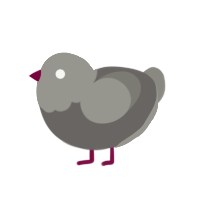 Pidgeon, a grey and ash chicken with a head pattern