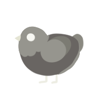 boring one, a grey and ash chicken with a head pattern