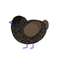 111, a black and bark chicken with a double-lace pattern