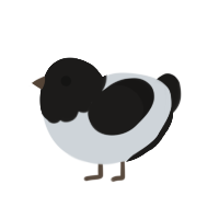 Magpie, a mist and sable chicken with a head pattern