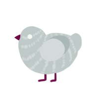 (unnamed), a silver chicken with a bar pattern