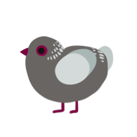 Pigeon, a grey and silver chicken with a neck-band pattern