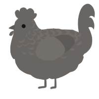 rocco, a grey chicken with a half-lace pattern