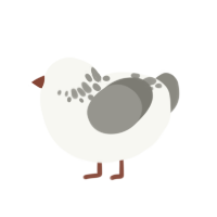 Birb, a white and ash chicken with a neck-speckle pattern