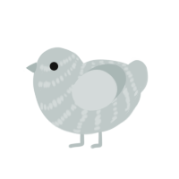 Shiny, a silver chicken with a bar pattern