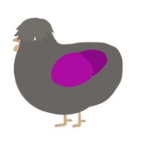 dusty, a grey and plum chicken