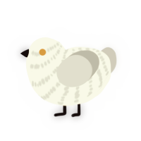 Lupe, a white and silver chicken with a bar pattern