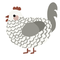 Showercap, a white and ash chicken with a lace pattern