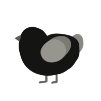 Nootnoot, a black and ash chicken