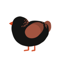 (unnamed), a black and russet chicken with a neck-band pattern