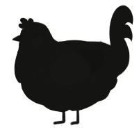 Demitri, a black chicken with a speckle pattern