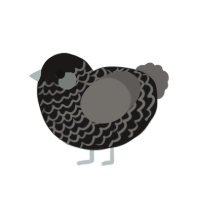 Faraday, a sable and grey chicken with a lace pattern