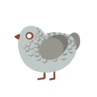 (unnamed), a silver and ash chicken with a half-lace pattern