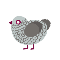 Shakit, a silver and grey chicken with a lace pattern