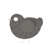 Junior, a grey chicken with a bar pattern