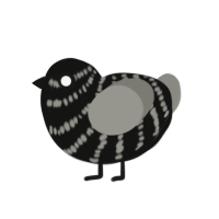 (unnamed), a black and ash chicken with a bar pattern